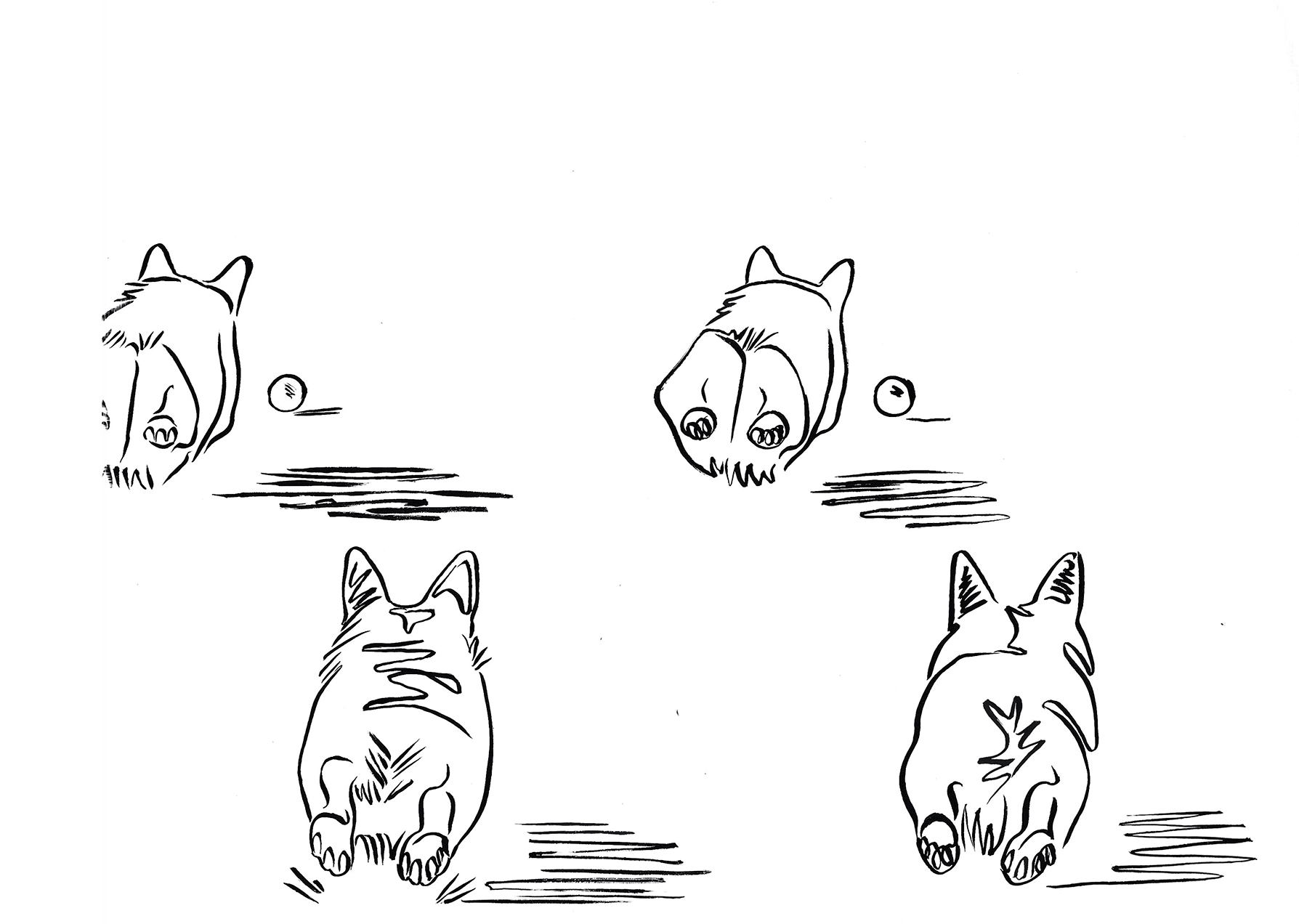 corgis_on_the_run